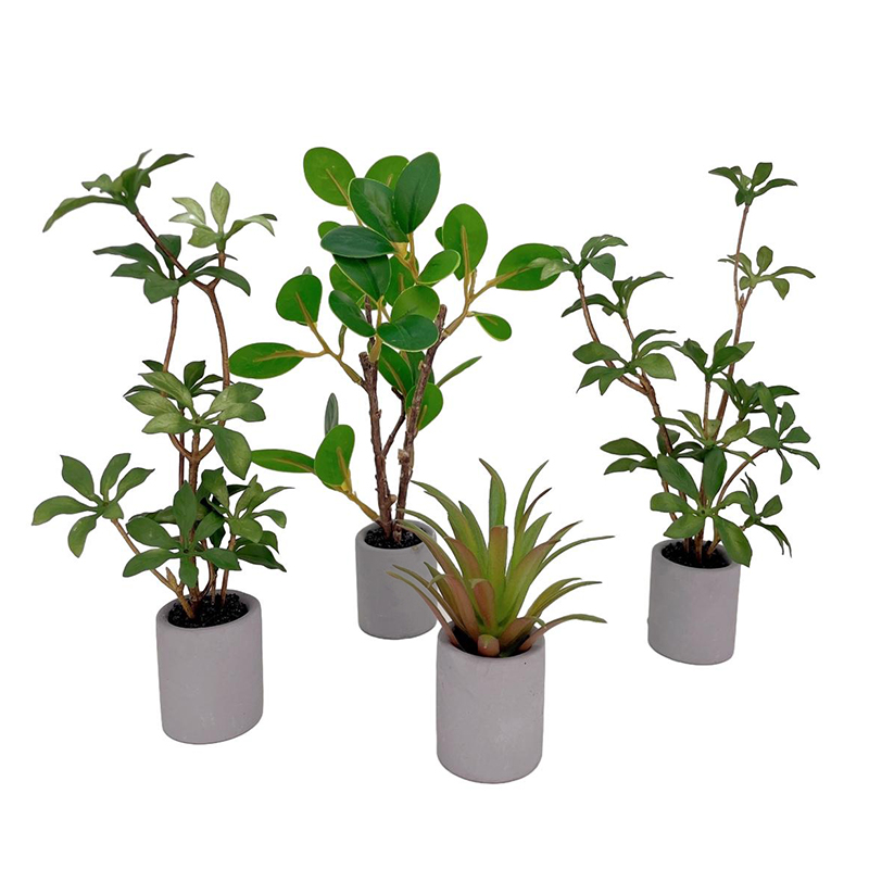Bonsai Gardenia - Plante l'inventaire en pot pour maison