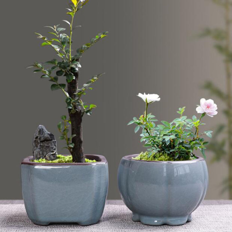 Pot de fleur en céramique rétr - Bonsai Gardenia avis et prix