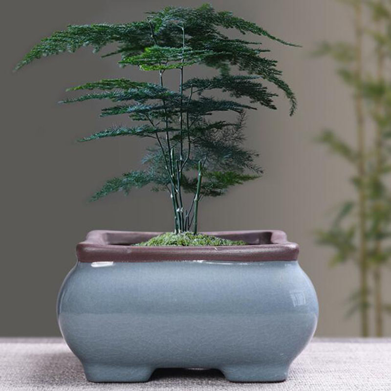 Pot de fleur en céramique rétr - Bonsai Gardenia avis et prix