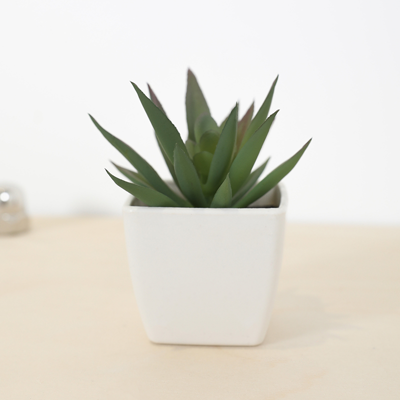 Mini tasse de fée succulente a - Bonsai Garden Kit avis et prix