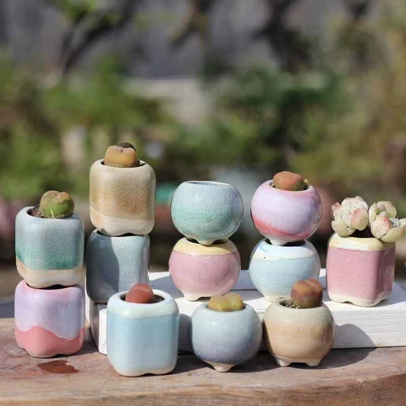 6 pièces Mini pot de fleurs su - Bonsai Gardenia avis et prix